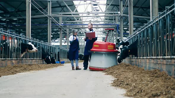 Livestock Farmers are Walking Next to an Agricultural Robot alt