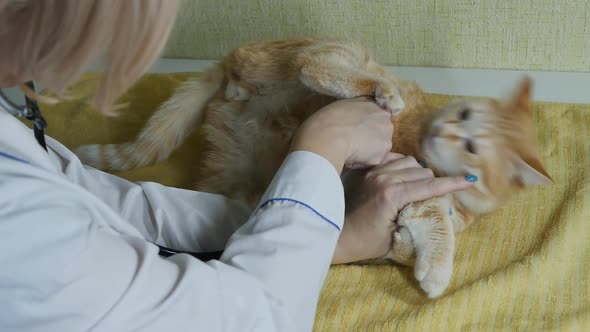 Playful Red Cat Does Not Allow the Veterinarian to Examine Him