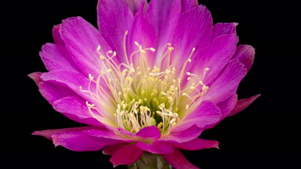 Pink Colorful Flower Timelapse of Blooming Cactus Opening