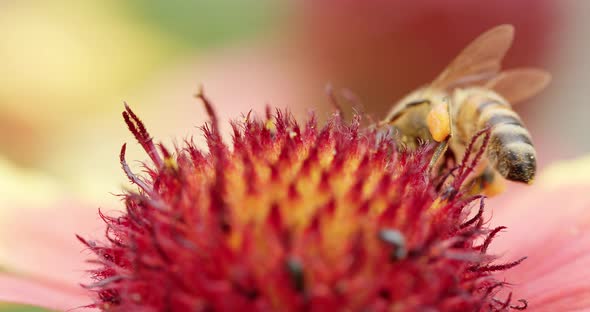 Macro View of Foraging Worker Bee Landing on Bright Pink Flower and Starting Suck Up Nectar Through alt