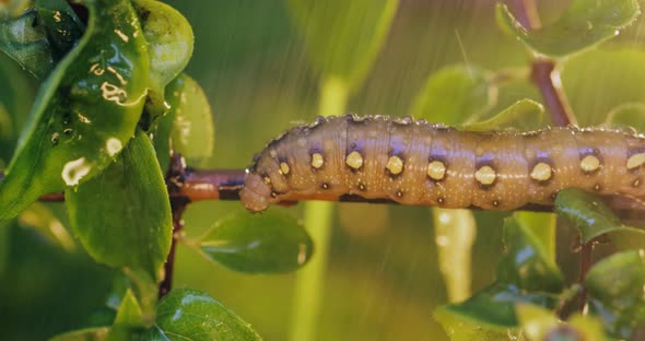 Caterpillar Bedstraw Hawk Moth Crawls on a Branch During the Rain alt