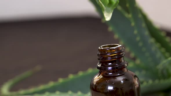 aloe vera gel drops, plant leaf