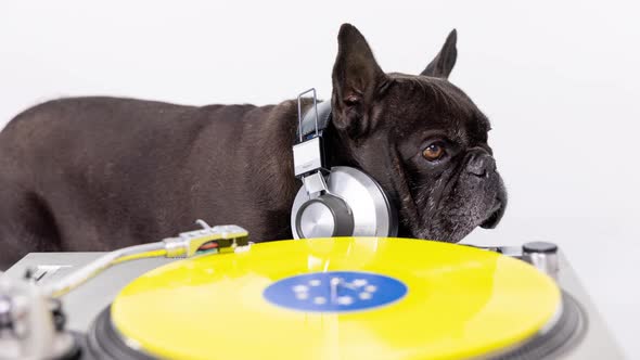 DJ French Bulldog Playing Records alt