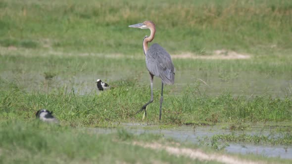 Goliath heron walking in the wetlands alt