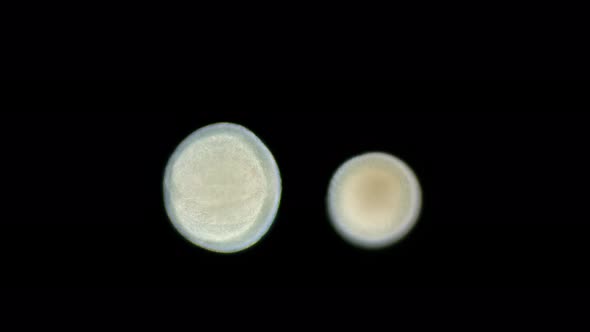 Planula Coral Larva Under a Microscope Class Anthozoa Possibly Order Actiniaria alt