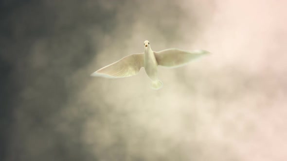 White Dove Descending Among Light Rays
