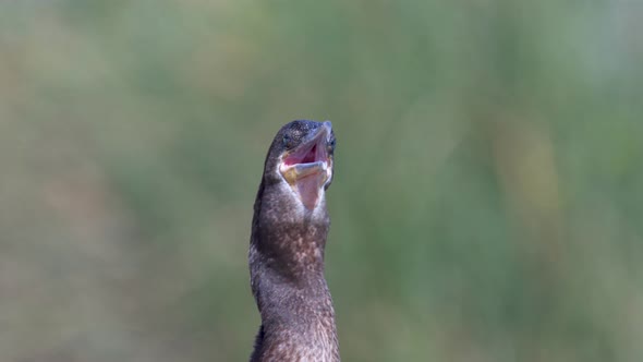 Close up look of a black neotropic cormorant in nature with its beak opening its throat to thermoreg alt