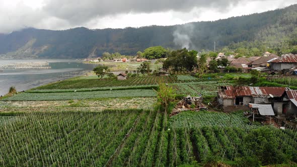 Fields in the Kintamani Village in Bali, Indonesia