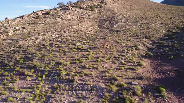 4k Aerial grazing horses on the desert. Wild Horses Running.  alt