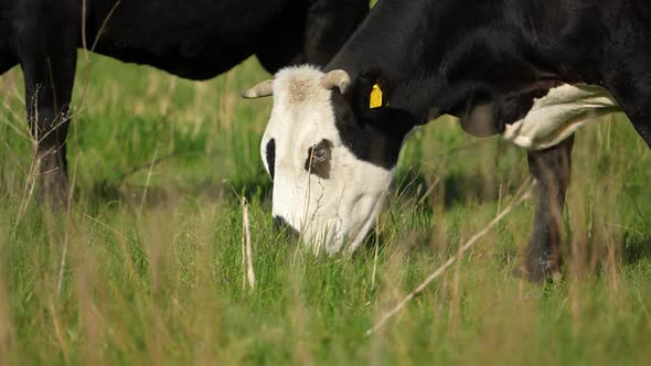 Cows Graze in a Meadow alt
