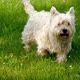 A Hairy Fluffy Little Dog Running On Grass - VideoHive Item for Sale