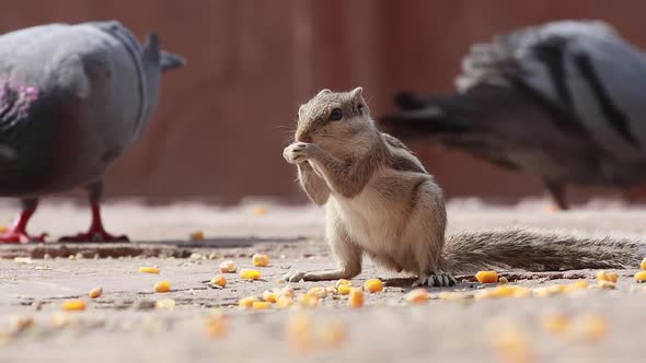 Indian Palm Squirrel or Threestriped Palm Squirrel Funambulus Palmarum alt