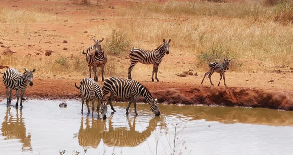 Burchell's Zebra, equus burchelli, Herd Drinking at the Water Hole, Tsavo Park in Kenya alt