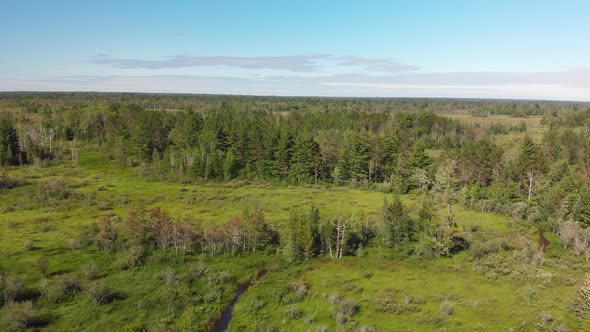   Aerial View Of Green Marsh In Summer. Wetland With Trees And Bushes.