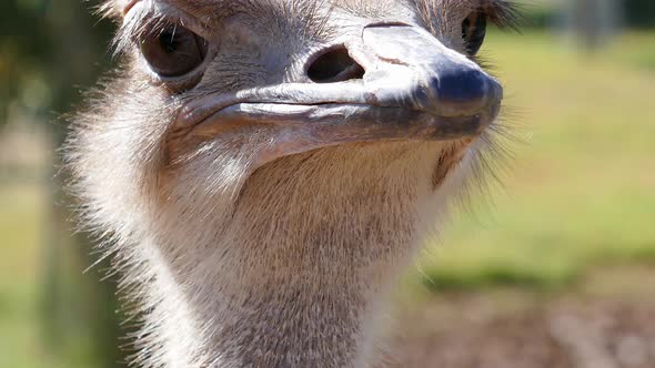 Closeup of an ostrich at the zoo. alt