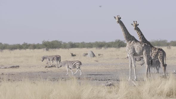 Giraffes And Zebras in Etosha