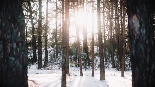 Camera Passes Between Beautiful Trees in the Forest at the Sunset in Winter