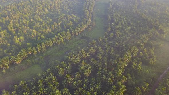 Sun light diffuse at the oil palm plantation near Kulim, Kedah, Malaysia. alt