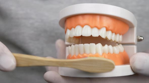 Dentist in White Gloves Teaching How To Brush Teeth