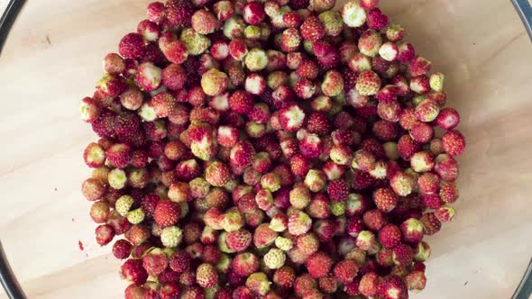 Picking forest strawberries timelapse