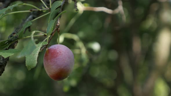 Close-up of Prunus domestica  4K 2160p 30fps UHD footage - Purple plum fruit shallow DOF 3840X2160 U alt