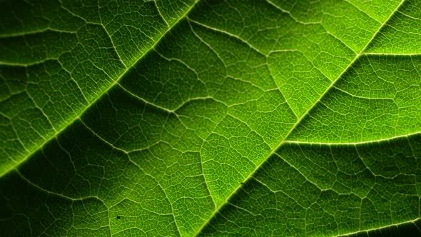 Green Leaf Analysis alt