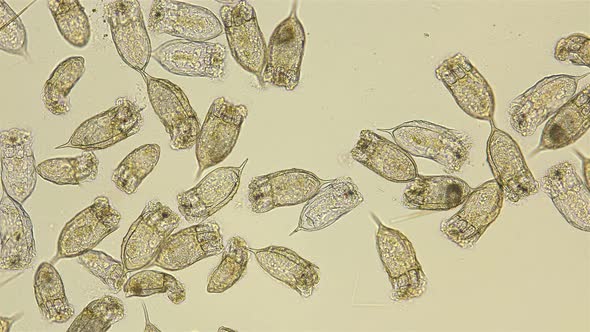 Dead Colony of Plankton Rotifers Rotifera Keratella Cochlearis, Distributed Throughout the World alt