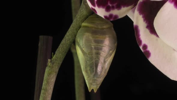 the Process of Emergence of the Morph Butterfly From the Pupa Timelapse the Butterfly Is Born From alt