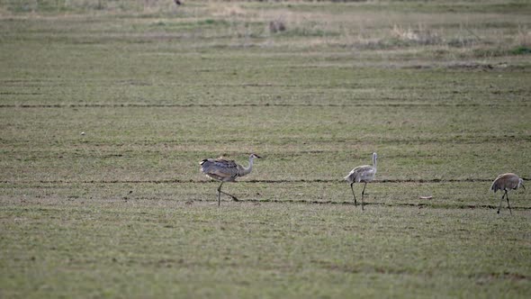 Sandhill crane with wings puffed up following another through grassy field alt