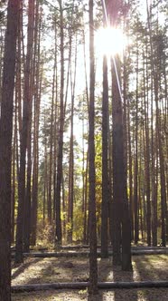 Vertical Video of Trees in the Forest in Autumn alt