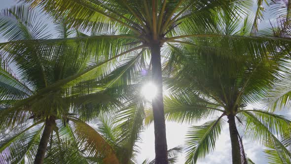 Coconut trees bottom view sun through blue sky background
