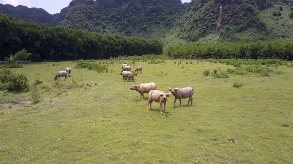 Buffaloes Look at Flycam Near Farm Buildings Upper View alt