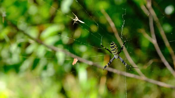 Large Spider Closeup on a Web Against a Background of Green Nature in Forest alt