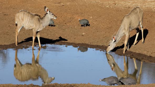 Kudu Antelopes And Guineafowls At A Waterhole alt