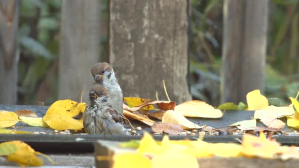 Two Sparrows on Bathing