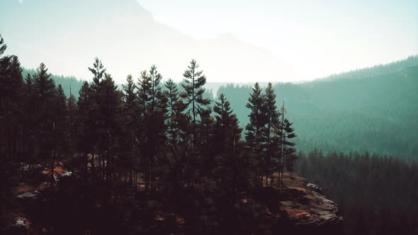 Misty Mountain Forest Landscape in the Morning alt