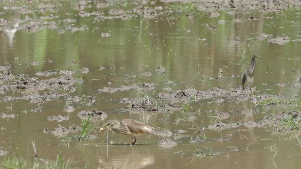 Heron catching and eating a crab on a paddy field in Sri Lanka alt