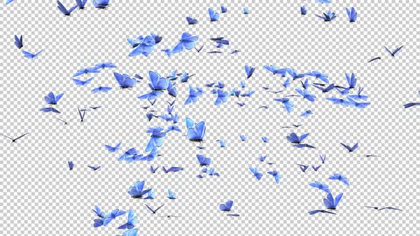 Butterfly Swarm - Blue Wings - Fast Transition