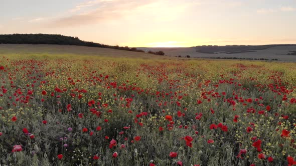 Flight Over Big Hill of Lavender Meadow at Sunset