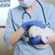 Close Up Footage of Female Doctor Holding a White Rabbit in Her Arms Complete Pet Physical Checkup - VideoHive Item for Sale