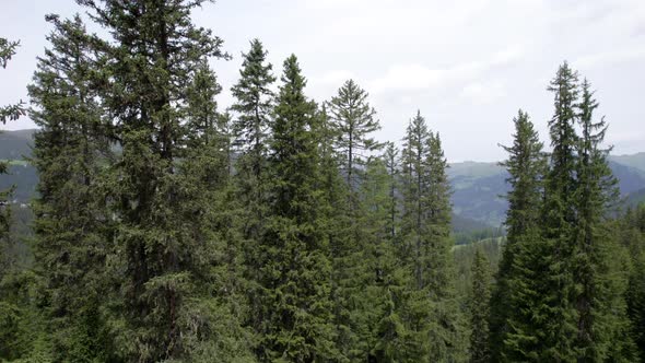 Aerial drone footage of an old forested landscape in Switzerland in summer. The drone quickly rises alt