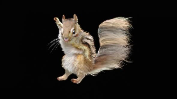 80 Squirrel Samba Dancing HD alt