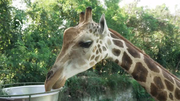 A Young Spotted Giraffe is Eating From Iron Basin Suspended From Post in Zoo