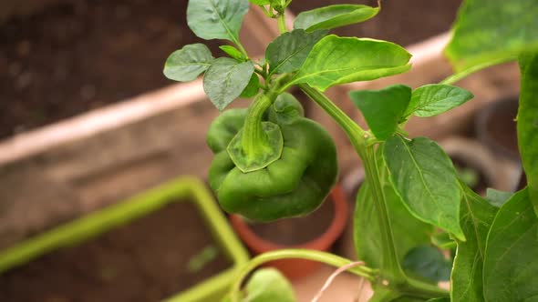 Green Bell Pepper Plant Growing At Greenhouse. close up alt