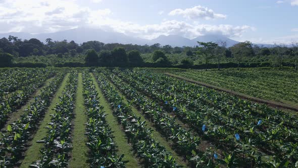 Aerial view of low flight above a commercial banana plantation in 4k. Mountains and the famous Arena alt