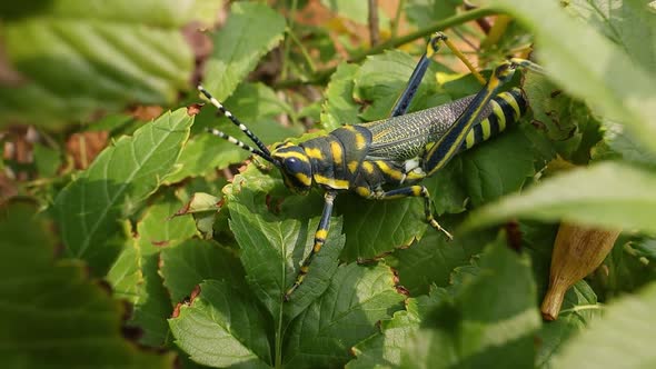 Aularches Miliaris is a Monotypic Grasshopper Species of the Genus Aularches alt