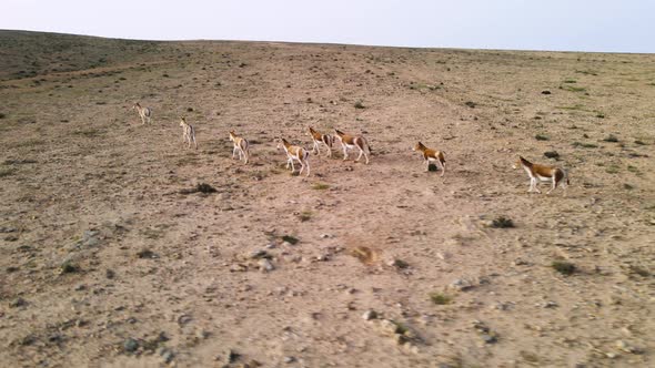 Drone following of a group of wild donkeys or asses in the desert on a sunny day with blue sky. Loca alt