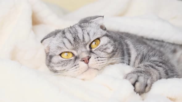 The gray Scottish fold cat lies wrapped in a warm beige plaid.