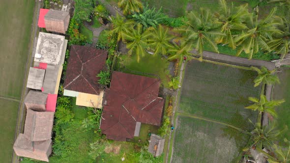 Aerial Shot of Rice Fields and Houses Surrounding a Walkway in a Center of the Ubud Village alt