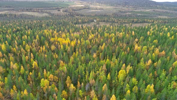 Beautiful Autumn In Finland Flying Over Mixed Scandinavian Forest